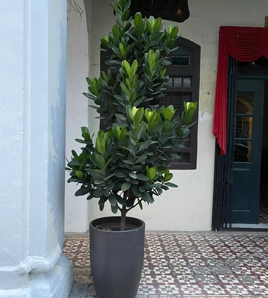 IMG_0493_3_11zon_cropped