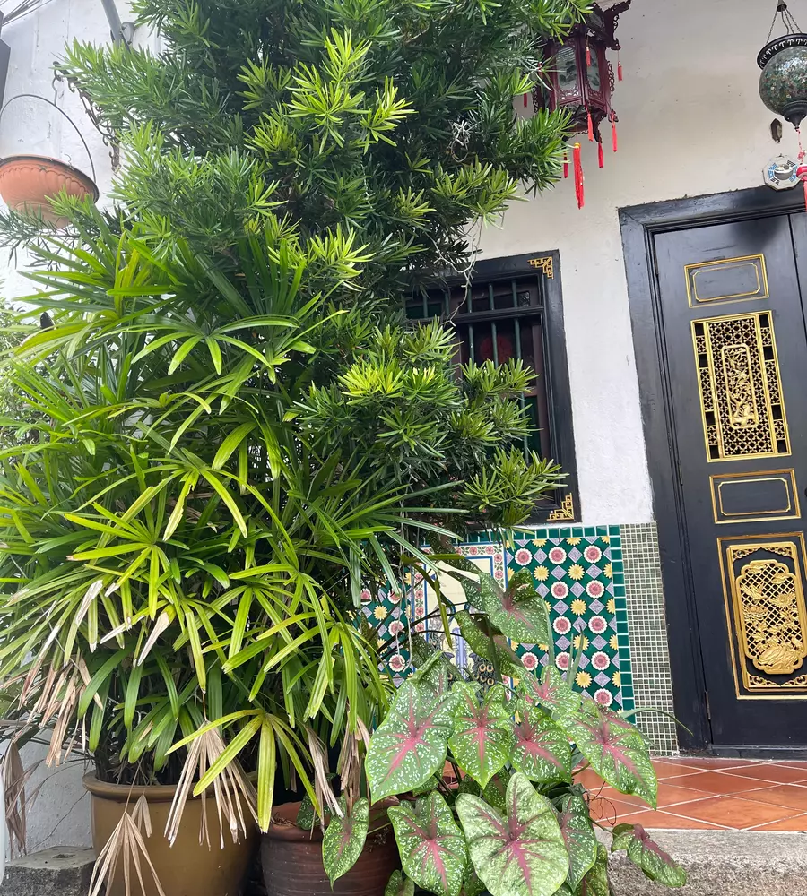 IMG_0623_18_11zon_cropped