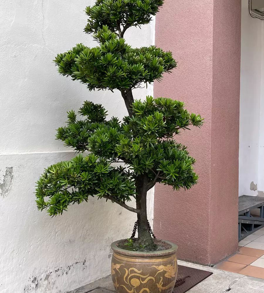 IMG_0631_20_11zon_cropped